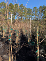 Natchez White Crape Myrtle - nursery plant available in multiple container sizes