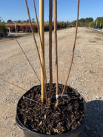 Natchez White Crape Myrtle - nursery plant available in multiple container sizes