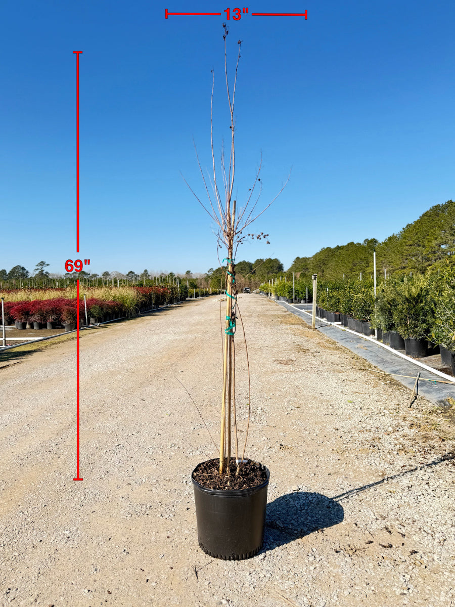 Natchez White Crape Myrtle - nursery plant available in multiple container sizes