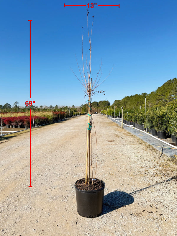 Natchez White Crape Myrtle - nursery plant available in multiple container sizes