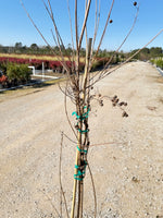 Natchez White Crape Myrtle - nursery plant available in multiple container sizes