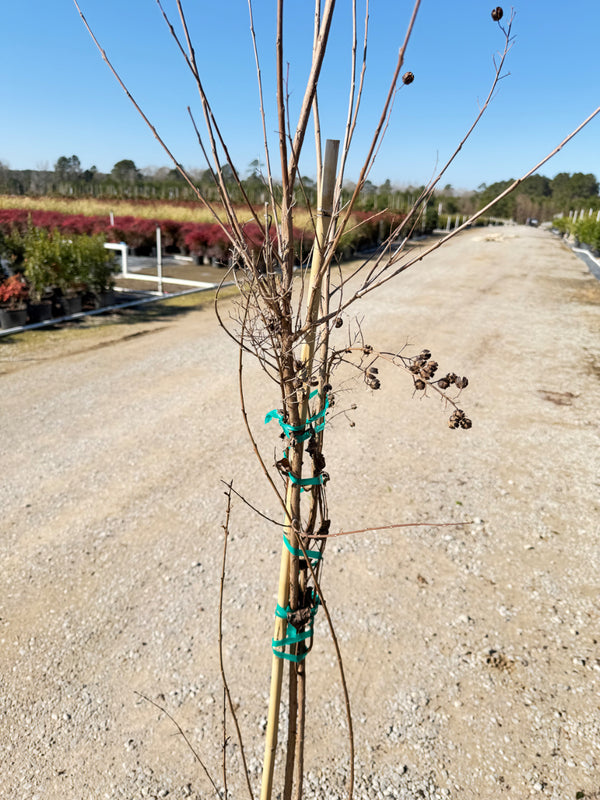 Natchez White Crape Myrtle - nursery plant available in multiple container sizes