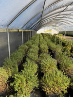 Creeping Rosemary - nursery plant available in multiple container sizes