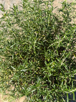 Creeping Rosemary - nursery plant available in multiple container sizes