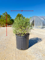 Creeping Rosemary - nursery plant available in multiple container sizes