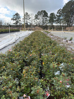 Apricot Drift Rose - nursery plant available in multiple container sizes