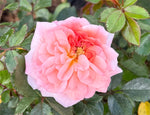 Apricot Drift Rose - nursery plant available in multiple container sizes