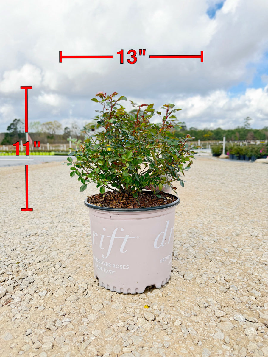 Apricot Drift Rose - nursery plant available in multiple container sizes