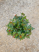 Apricot Drift Rose - nursery plant available in multiple container sizes