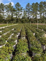 Blushing Drift Rose - nursery plant available in multiple container sizes