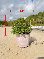 Blushing Drift Rose - nursery plant available in multiple container sizes