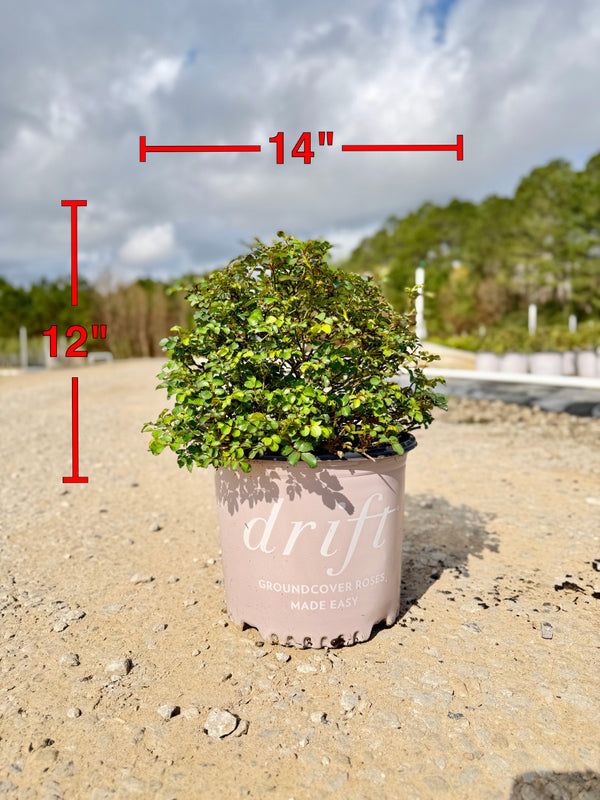 Blushing Drift Rose - nursery plant available in multiple container sizes