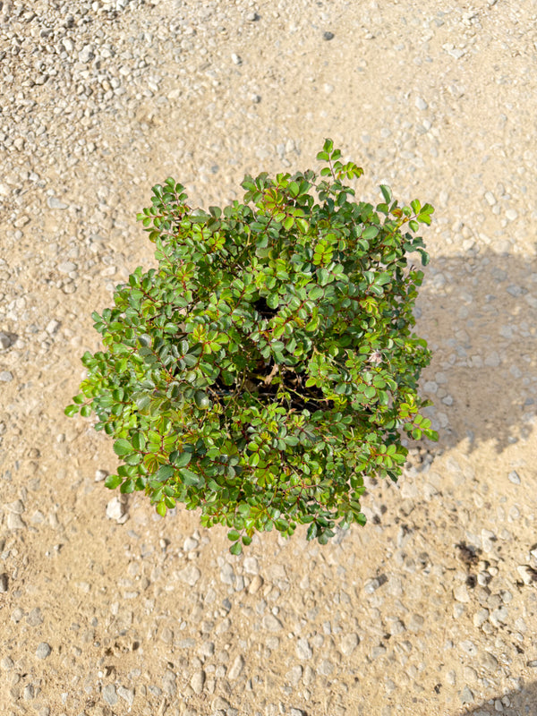 Blushing Drift Rose - nursery plant available in multiple container sizes