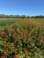 Dallas Red Lantana - nursery plant available in multiple container sizes