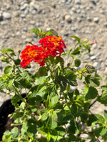 Dallas Red Lantana - nursery plant available in multiple container sizes