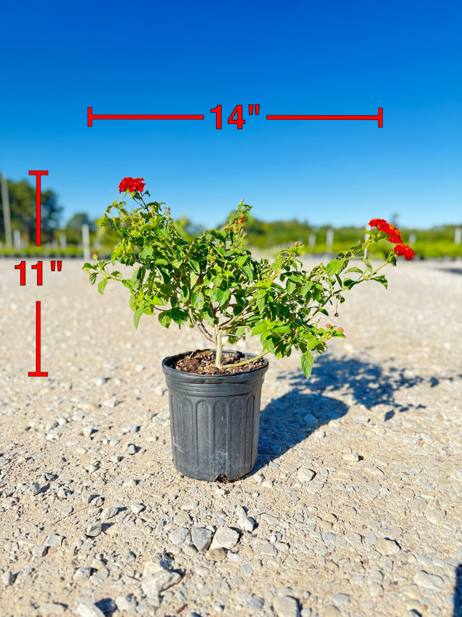 Dallas Red Lantana - nursery plant available in multiple container sizes