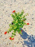 Dallas Red Lantana - nursery plant available in multiple container sizes