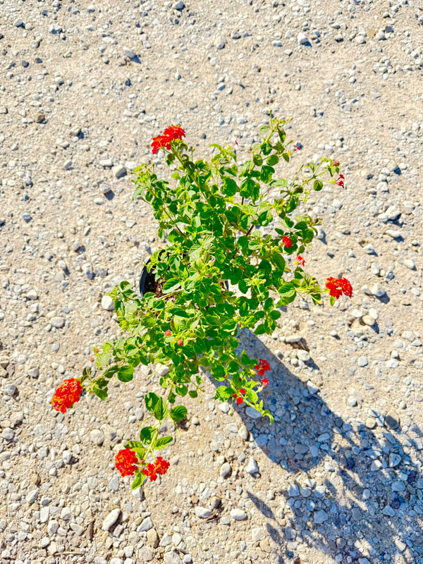Dallas Red Lantana - nursery plant available in multiple container sizes