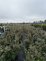 Fruitlandii Elaeagnus - nursery plant available in multiple container sizes