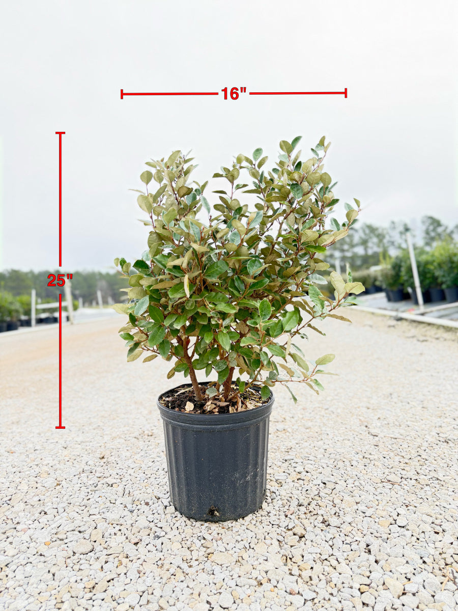 Fruitlandii Elaeagnus - nursery plant available in multiple container sizes
