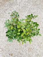 Fruitlandii Elaeagnus - nursery plant available in multiple container sizes