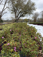 Encore Azalea Autumn Lilac® - nursery plant available in multiple container sizes