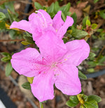 Encore Azalea Autumn Lilac® - nursery plant available in multiple container sizes