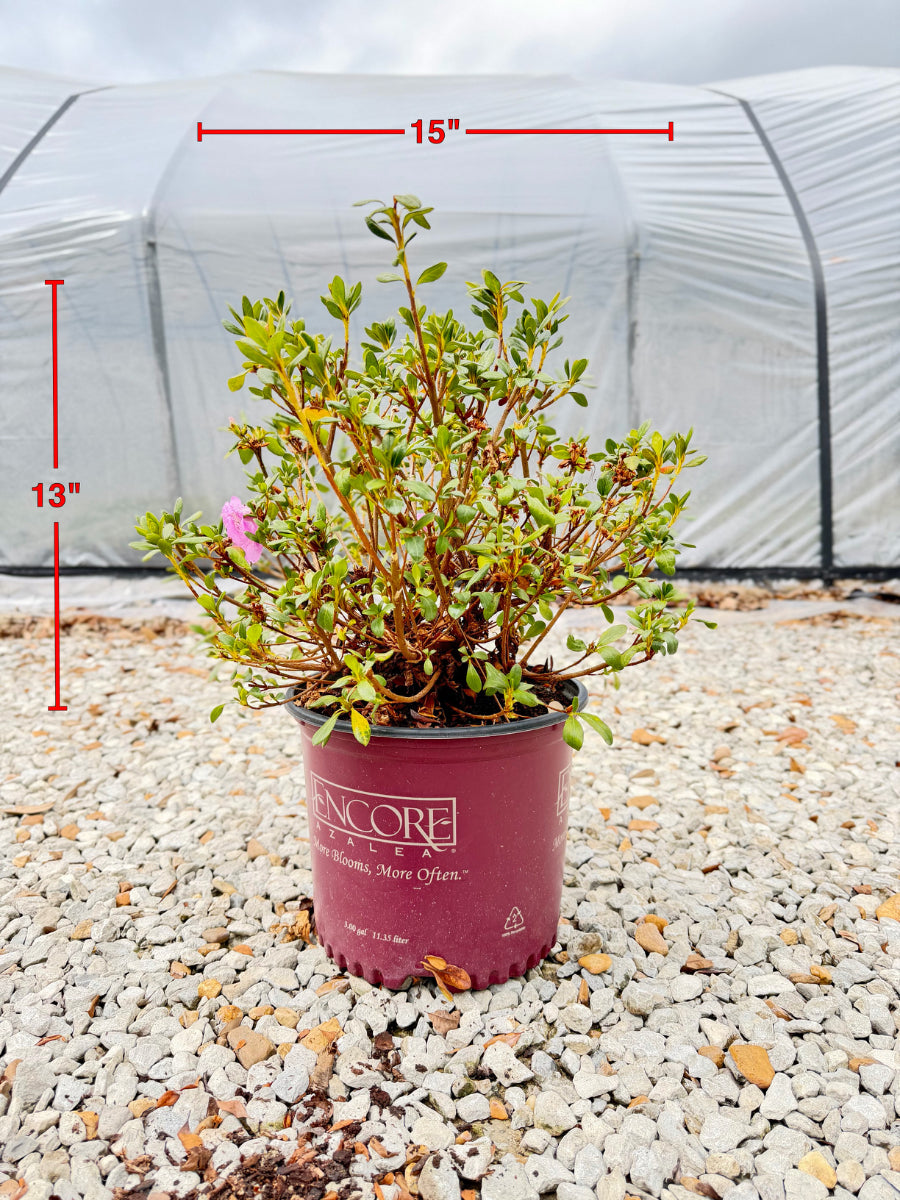 Encore Azalea Autumn Lilac® - nursery plant available in multiple container sizes