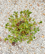 Encore Azalea Autumn Lilac® - nursery plant available in multiple container sizes