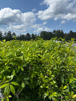 Eagleston Holly - nursery plant available in multiple container sizes