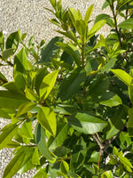 Eagleston Holly - nursery plant available in multiple container sizes