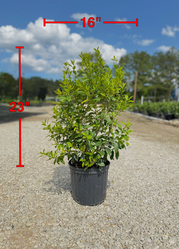 Eagleston Holly - nursery plant available in multiple container sizes