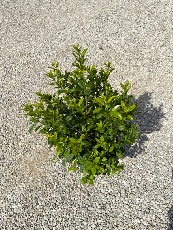 Eagleston Holly - nursery plant available in multiple container sizes