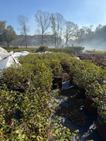 Emerald Snow Loropetalum - nursery plant available in multiple container sizes