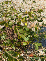 Emerald Snow Loropetalum - nursery plant available in multiple container sizes