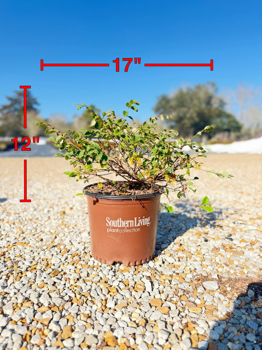 Emerald Snow Loropetalum - nursery plant available in multiple container sizes