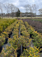 Francis Mason Abelia - nursery plant available in multiple container sizes