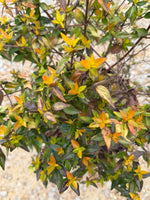 Francis Mason Abelia - nursery plant available in multiple container sizes