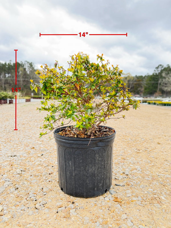 Francis Mason Abelia - nursery plant available in multiple container sizes