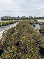 Hardy Gardenia - nursery plant available in multiple container sizes