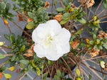 Hardy Gardenia - nursery plant available in multiple container sizes
