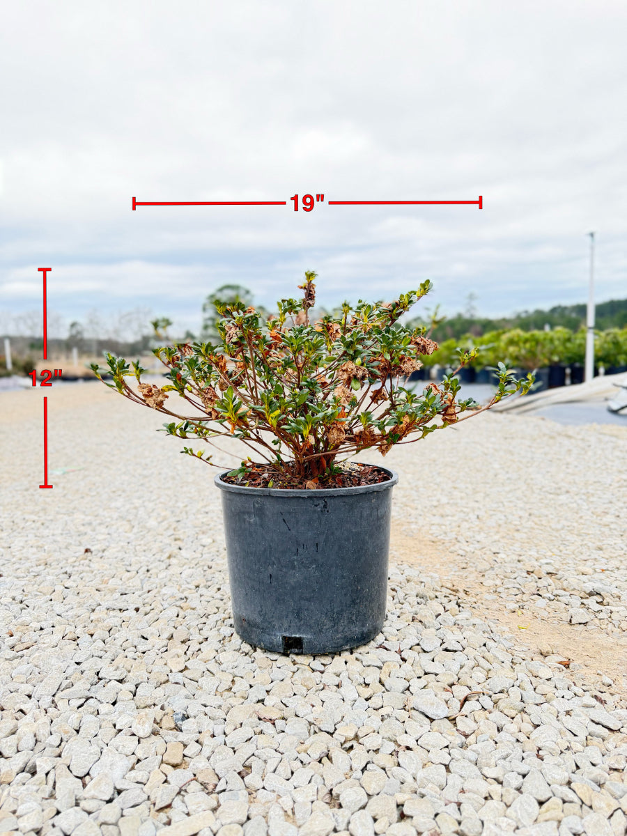 Hardy Gardenia - nursery plant available in multiple container sizes