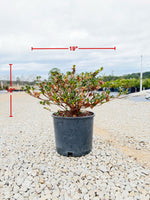 Hardy Gardenia - nursery plant available in multiple container sizes