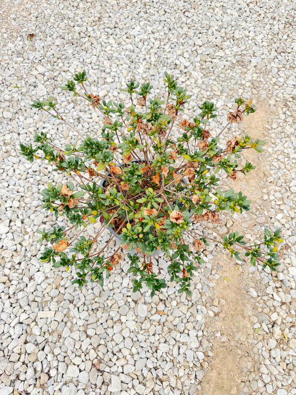 Hardy Gardenia - nursery plant available in multiple container sizes