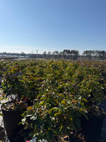 Julia Child Rose - nursery plant available in multiple container sizes