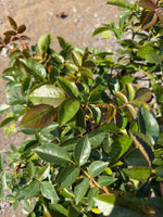Julia Child Rose - nursery plant available in multiple container sizes
