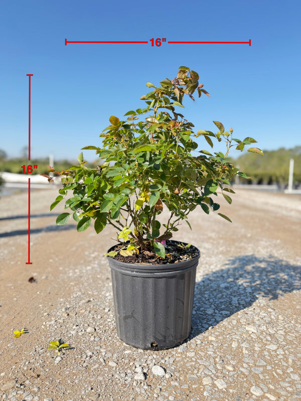Julia Child Rose - nursery plant available in multiple container sizes