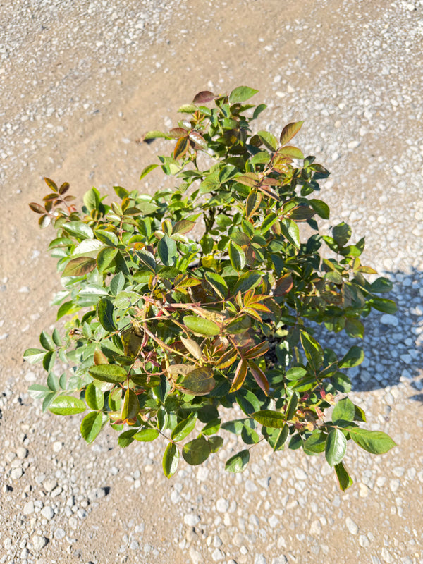 Julia Child Rose - nursery plant available in multiple container sizes