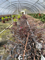 Jazz Hands Pink Loropetalum - nursery plant available in multiple container sizes