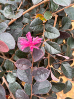 Jazz Hands Pink Loropetalum - nursery plant available in multiple container sizes